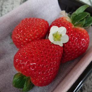 内田農園の朝はここから始まる・・・（情熱大陸風）。