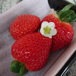 いちご「あまりん」とは？
