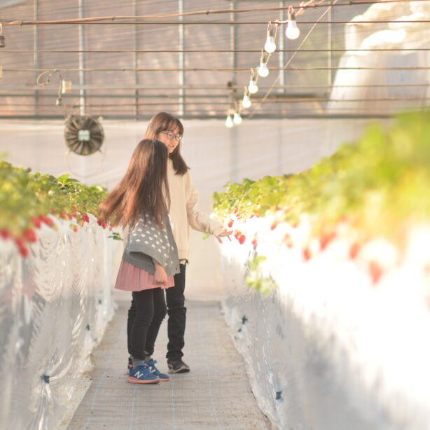 いちご（あまりん）狩り