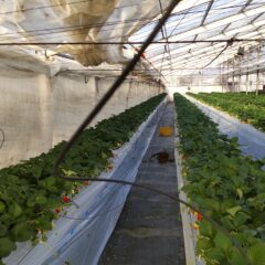 いちご農家の日常・・・で起きては困る事。