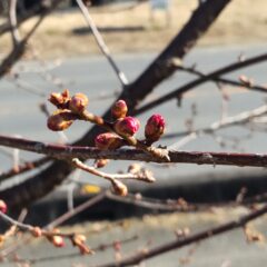 いちご農家の日常　２月も終わり
