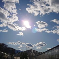 いちご農家のブログ