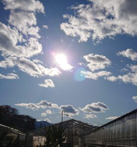 太陽といちごのビニールハウス