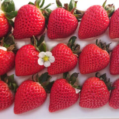 ホームページを公開しました。