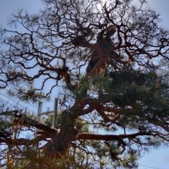 いちご農家のブログ　～穀雨～