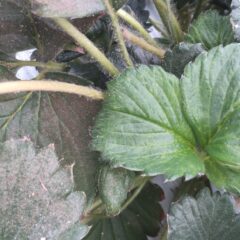 イチゴ農家の絶対に負けられない戦い！