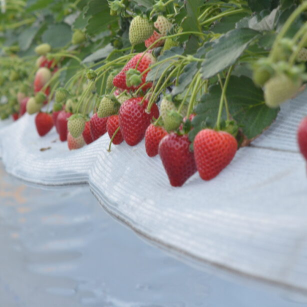 いちご（あまりん）狩り