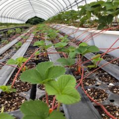 いちご農家のブログ　～夏至～