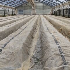 いちご農家のブログ　～大暑～