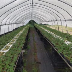 いちご農家のブログ　～立秋・処暑～