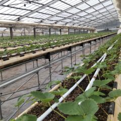 いちご農家のブログ　～秋分～