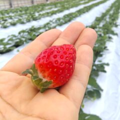 いちご農家のブログ　～寒露～