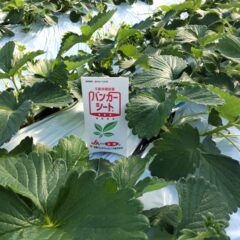 いちご農家をブログ　～立冬～