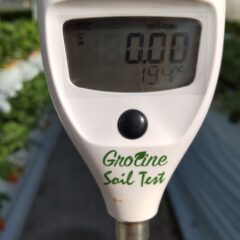 いちご農家のブログ　～小雪～