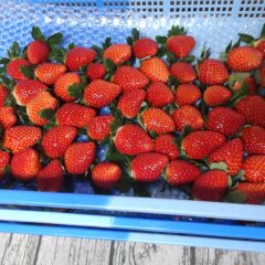いちご農家のブログ　収穫開始