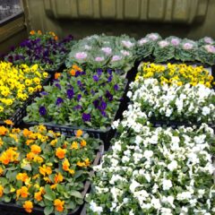 いちご農家のブログ　～お花～