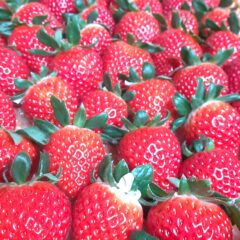 いちご農家のブログ　～大雪～