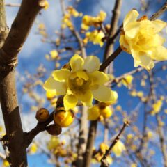 まん延再々延長・・・