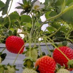 いちご農家のブログ　～節分・立春～