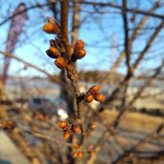 2月28日は休園です。