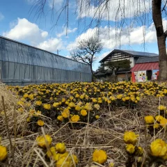 24、25日の営業について