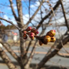 3月7日は休園です。