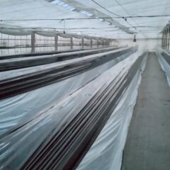 いちご農家のブログ　戻り梅雨？