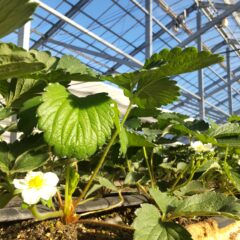 いちご農家のブログ