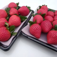 ネット販売開始のお知らせ