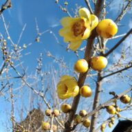 いちご狩りのご予約について