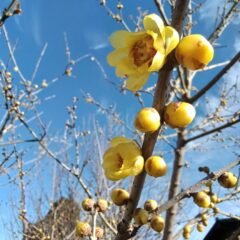 いちご狩りのご予約について