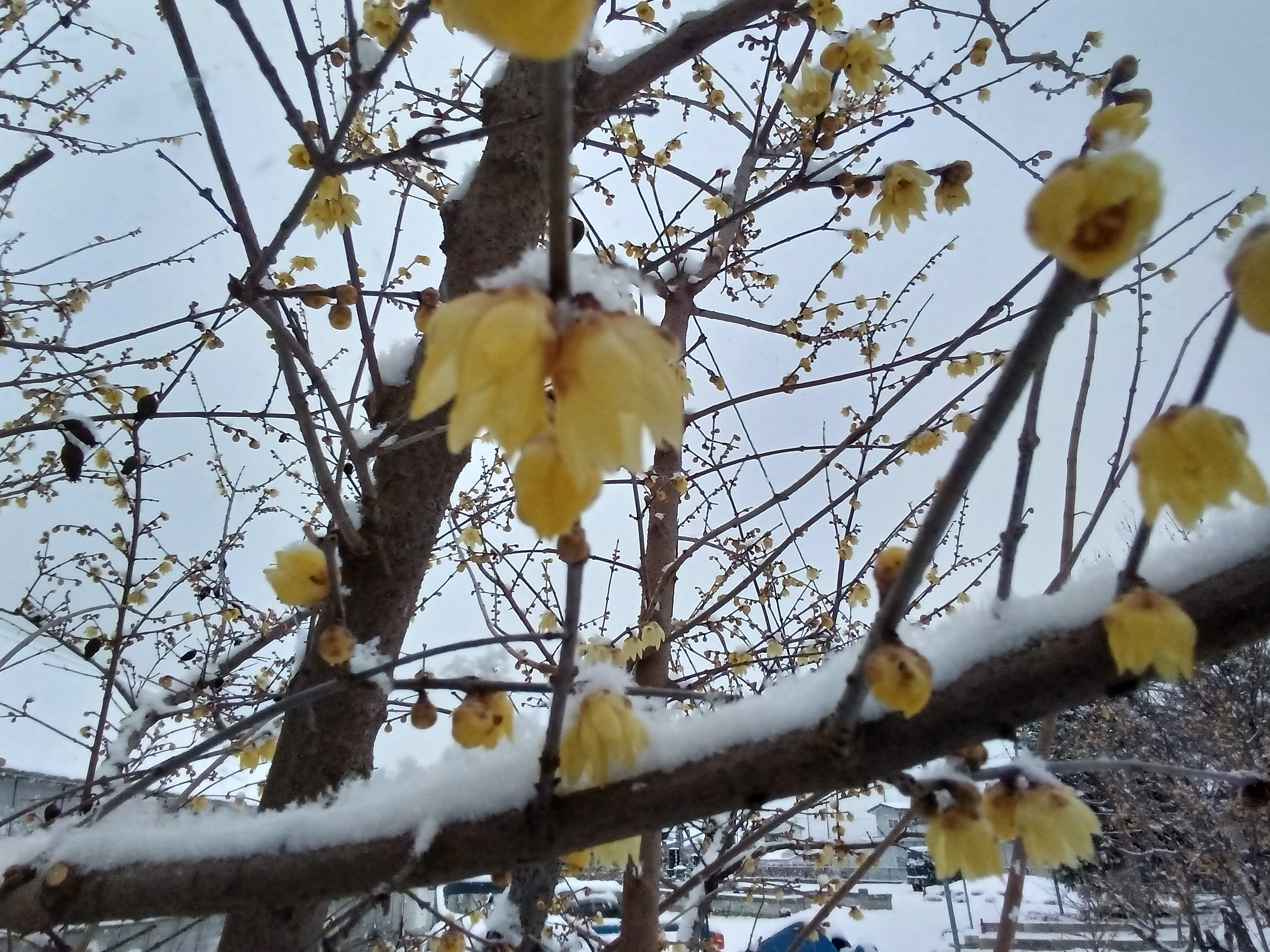 2月8日 6時47分 | 内田農園・ちちご（ちちぶ×いちご）